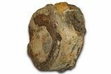 Fossil Ichthyosaur (Brachypterygius) Vertebra - England #354098-2